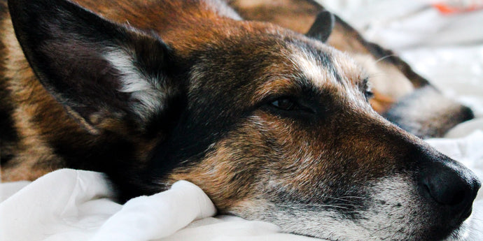 IBD beim Hund - Symptome, Therapie & Futter