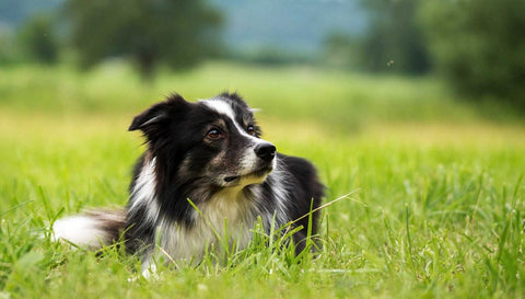 Insekten als Proteinquelle für den Hund - Ratgeber Hundefutter