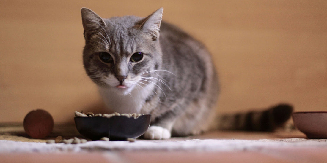 Futtermittelallergie bei Katzen