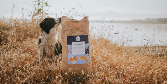 Hundefutter für Allergiker