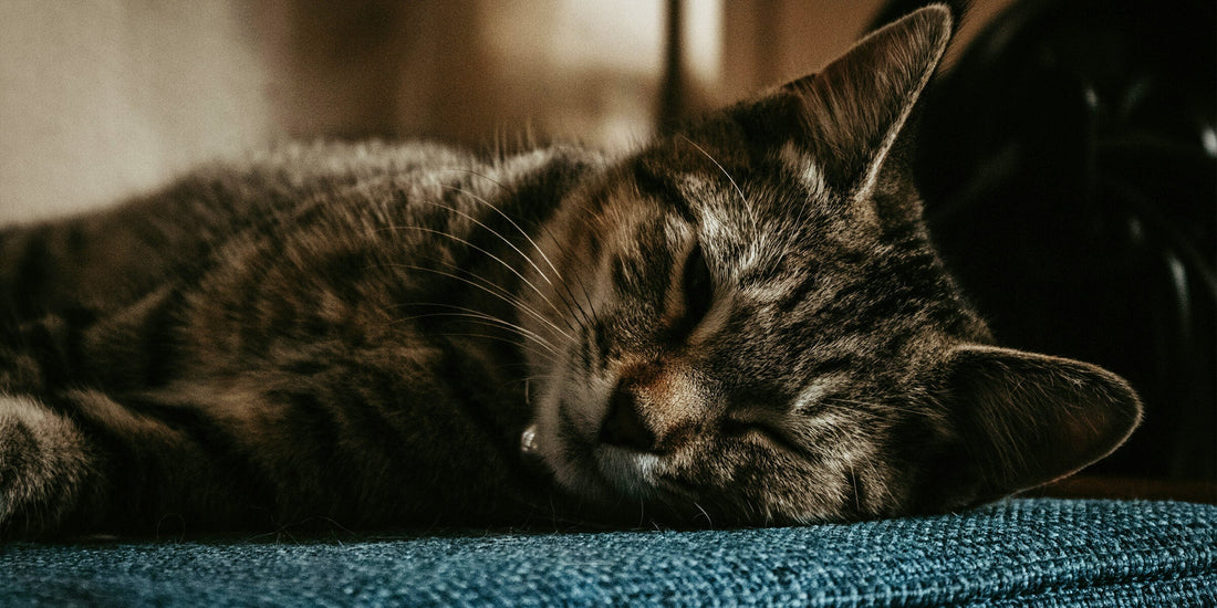 IBD bei Katzen