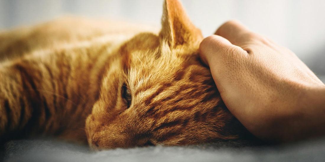 Niereninsuffizienz bei Katzen