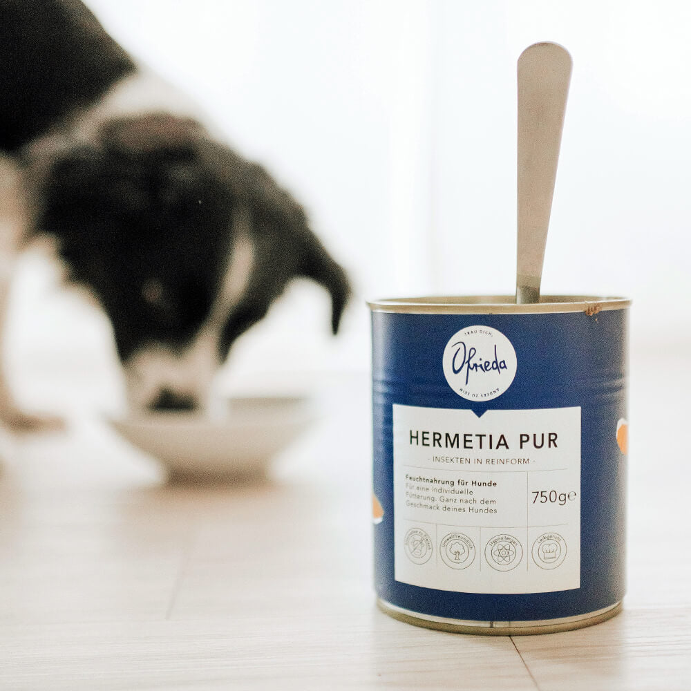 Hundefutter fr Allergiker - 6 Tipps fr Allergie Hunde  Ofrieda