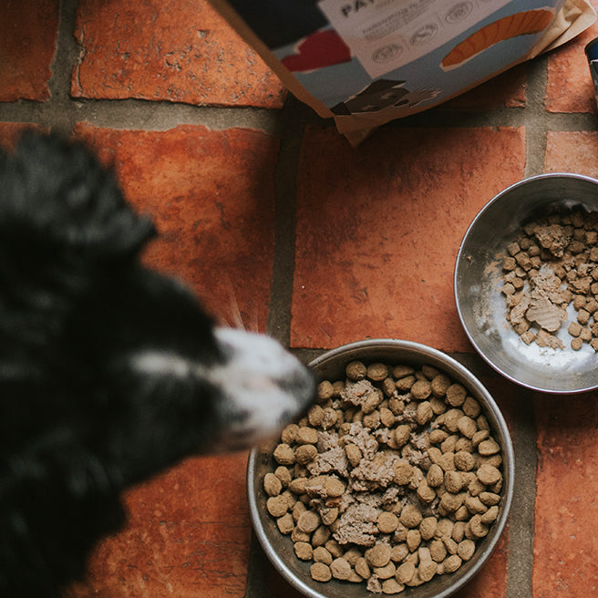 Insekten Hundefutter im TestInsekten Hundefutter Test 2026 - Testsieger  kaufen  Ofrieda